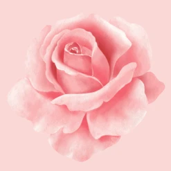 WAXSENSATION Paraffinwachs Rose