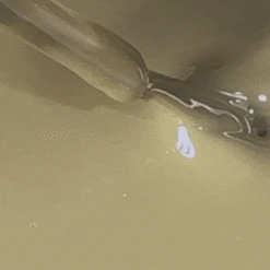 049 Soak Off Shellac Matcha Zen -Nagelgeräte Geschäft 049 ShellacV02