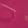 025 Soak Off Shellac Daring Fuchsia